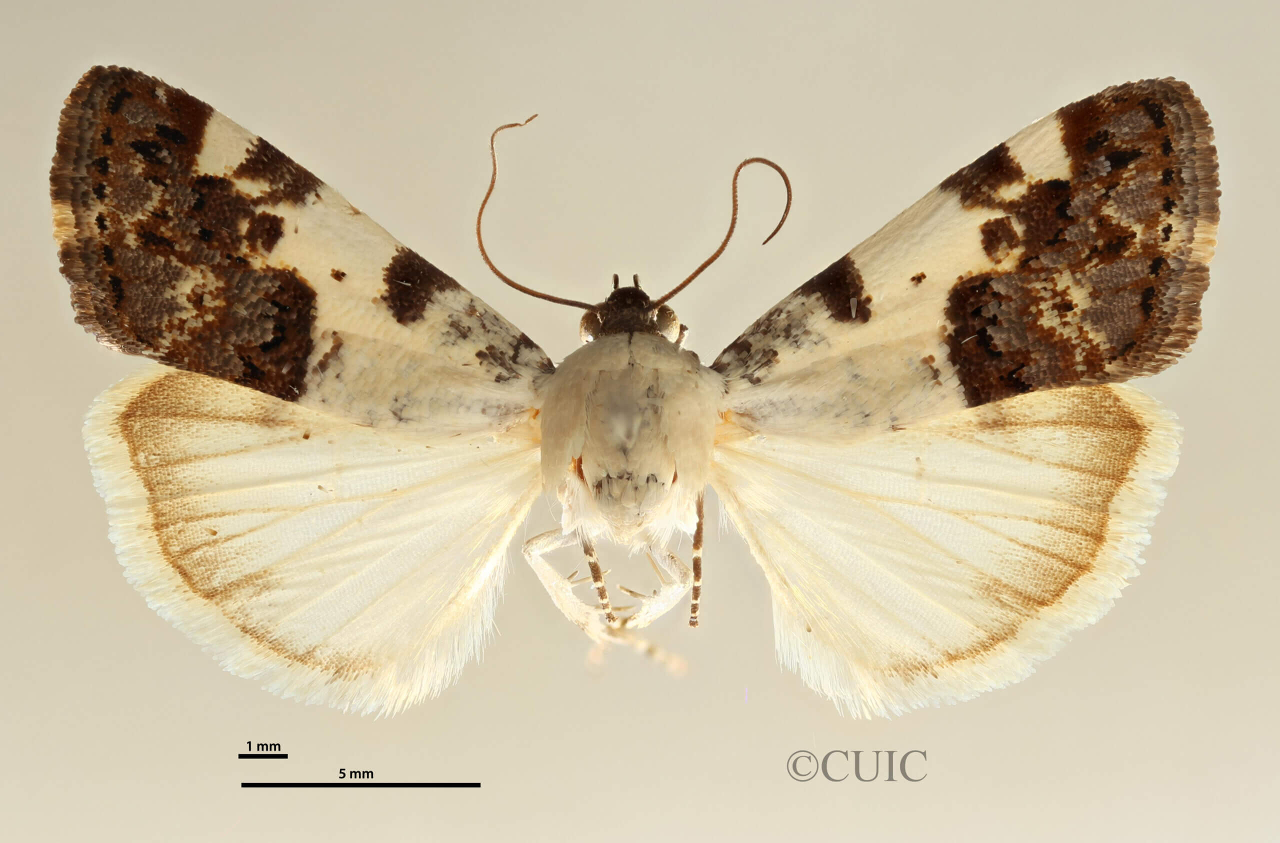 dorsal view of adult Tarache aprica