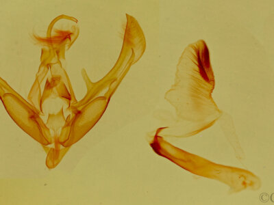 genitalia view of adult Tarache quadriplaga