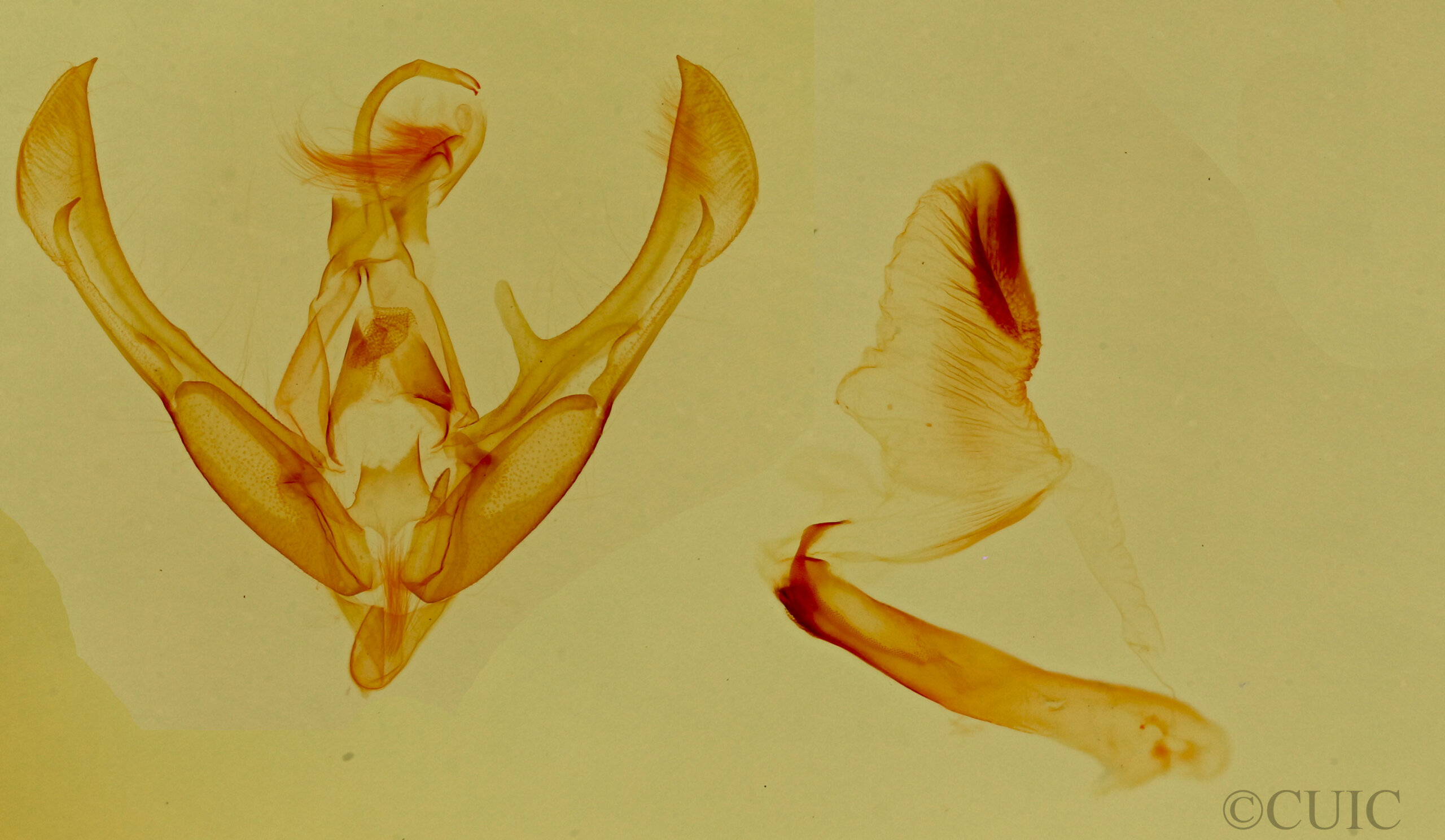 genitalia view of adult Tarache quadriplaga