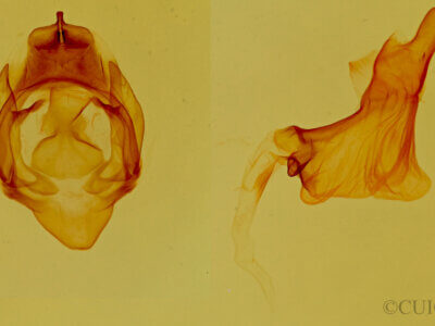 genitalia view of adult Hypercompe permaculata
