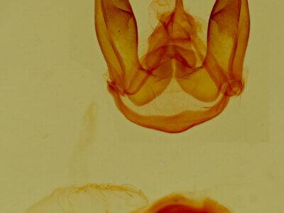 genitalia view of adult Ctenucha venosa