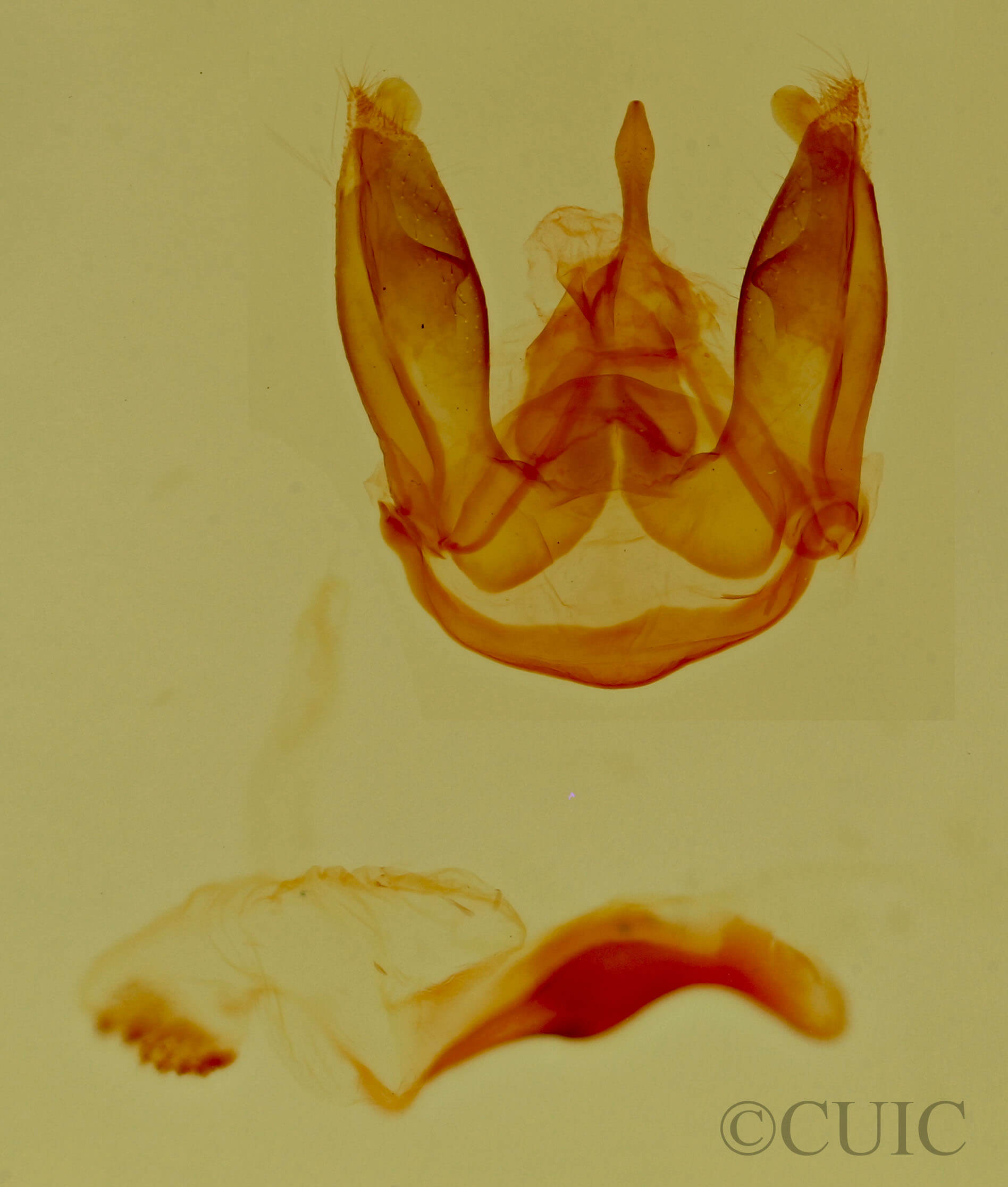 genitalia view of adult Ctenucha venosa