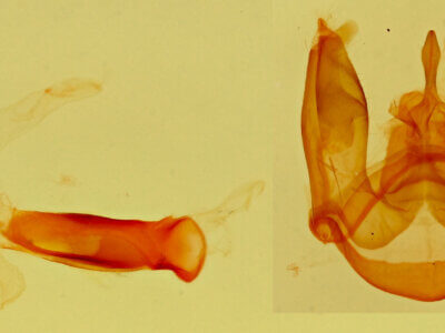 genitalia view of adult Ctenucha venosa