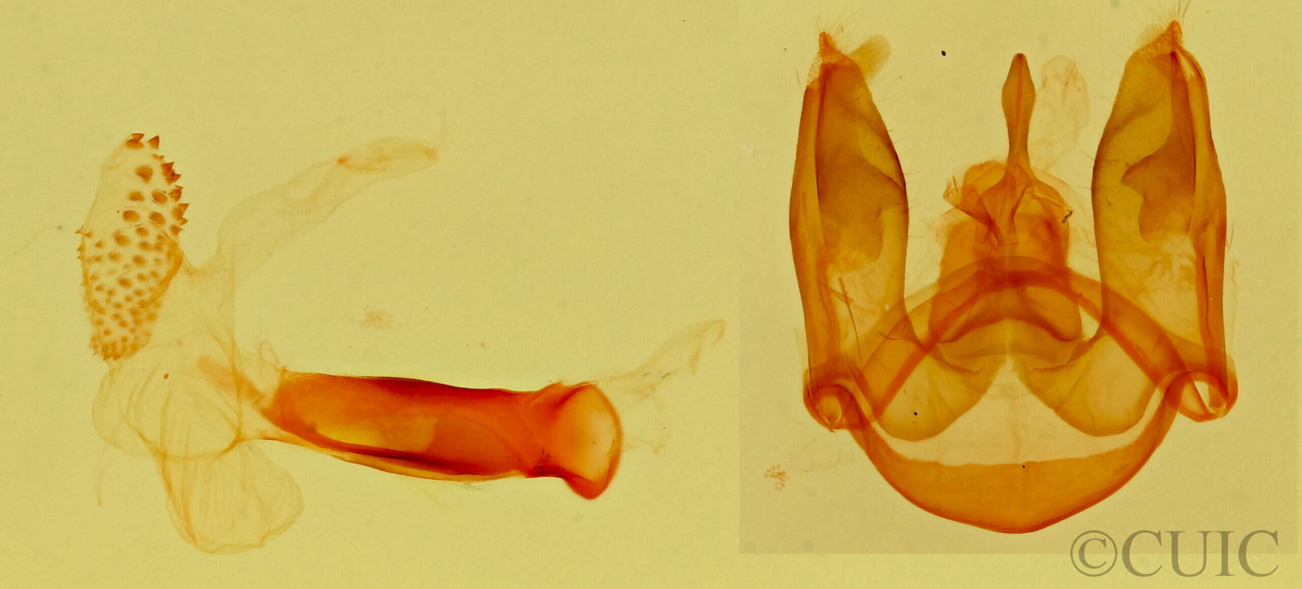 genitalia view of adult Ctenucha venosa