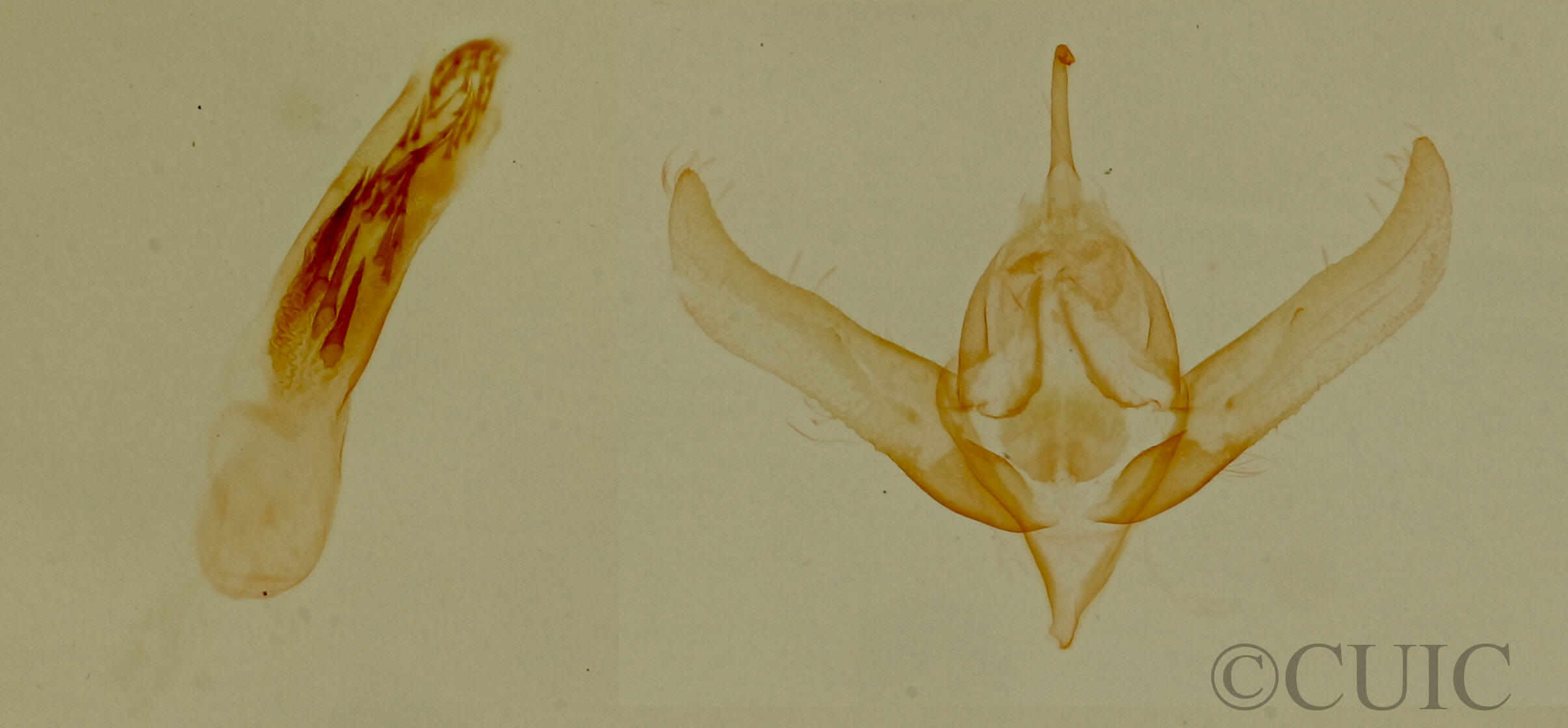 genitalia view of adult Grotella olivacea