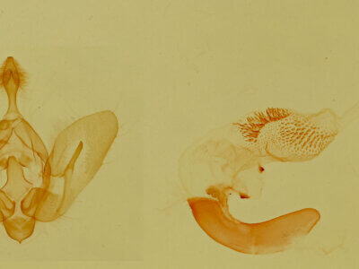 genitalia view of adult Plagiomimicus navia