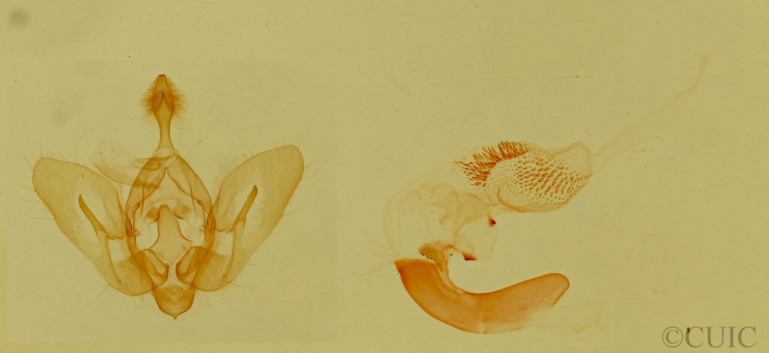 genitalia view of adult Plagiomimicus navia