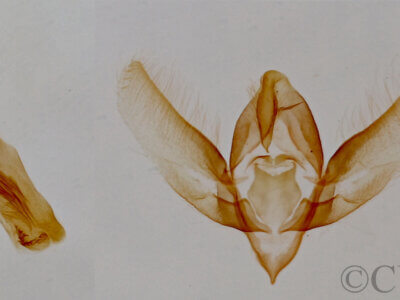 genitalia view of adult Xanthothrix ranunculi