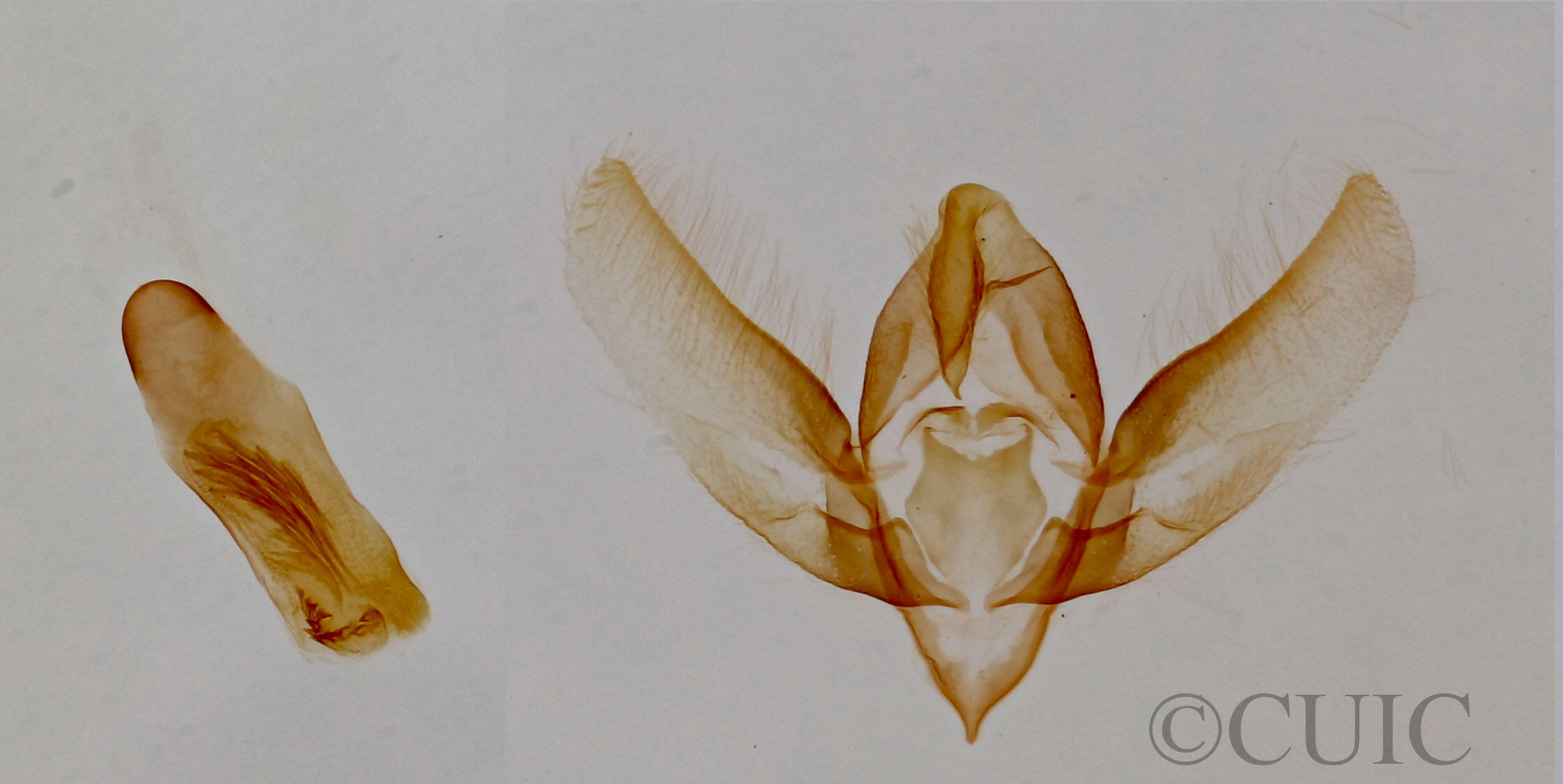 genitalia view of adult Xanthothrix ranunculi