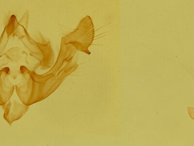 genitalia view of adult Neoligia subjuncta