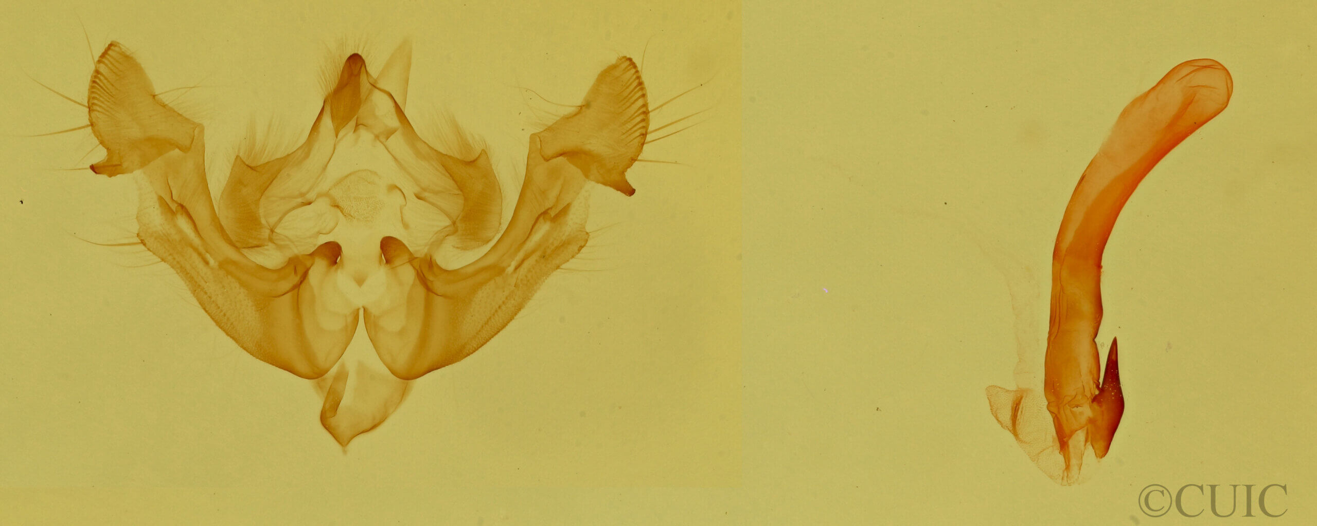 genitalia view of adult Neoligia subjuncta