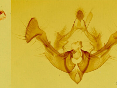 genitalia view of adult Neoligia inermis