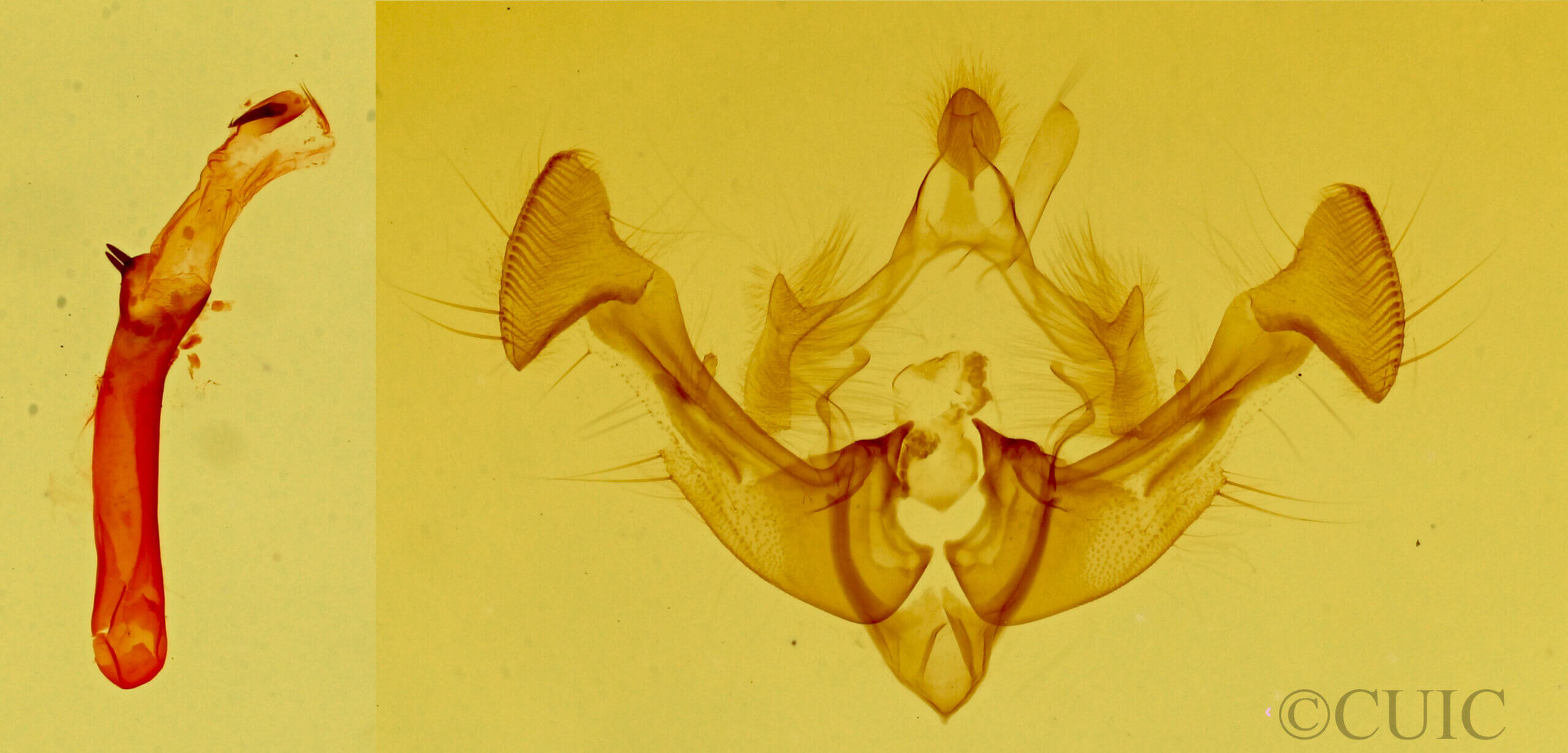 genitalia view of adult Neoligia inermis