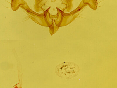 genitalia view of adult Neoligia inermis