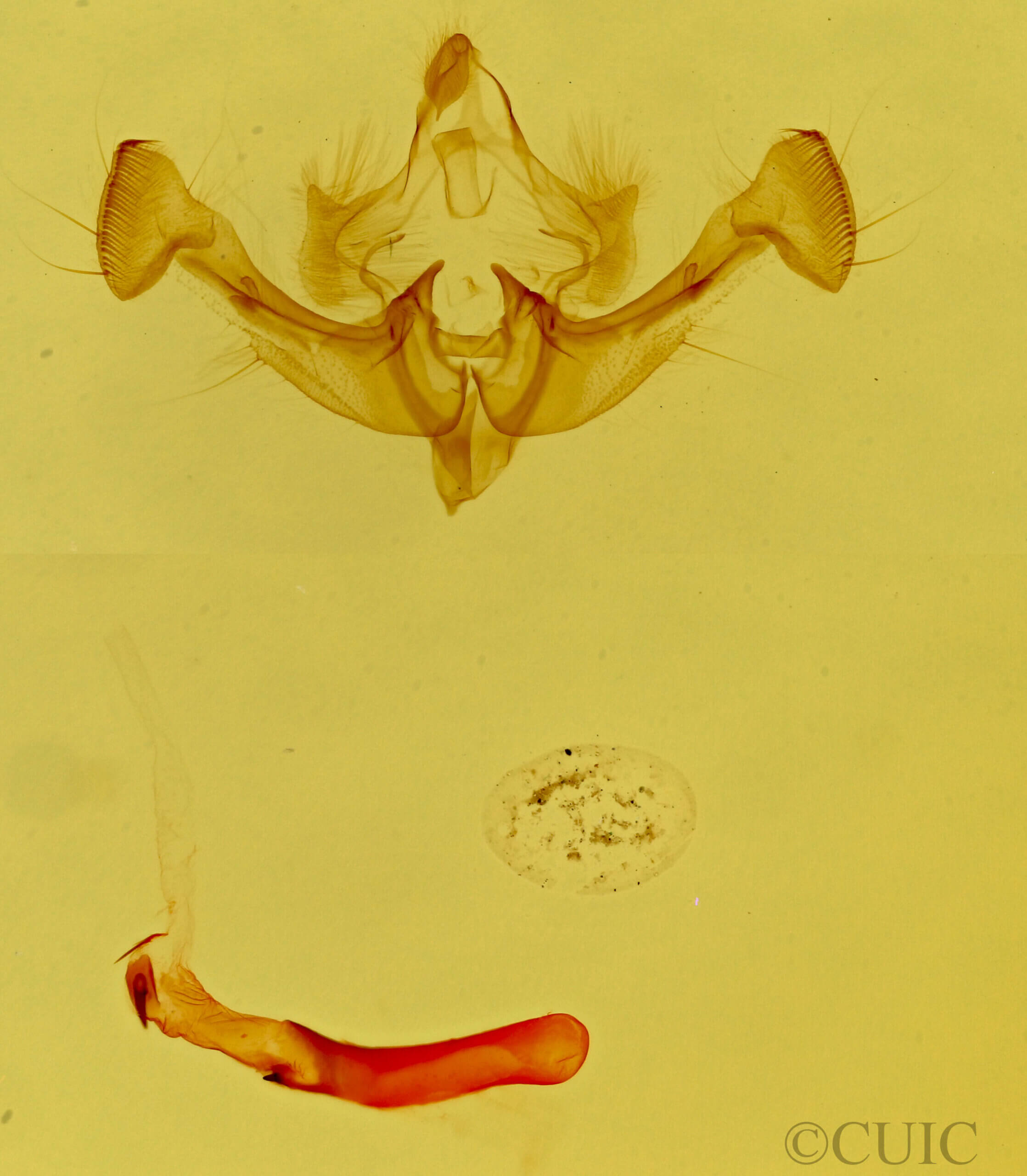genitalia view of adult Neoligia inermis