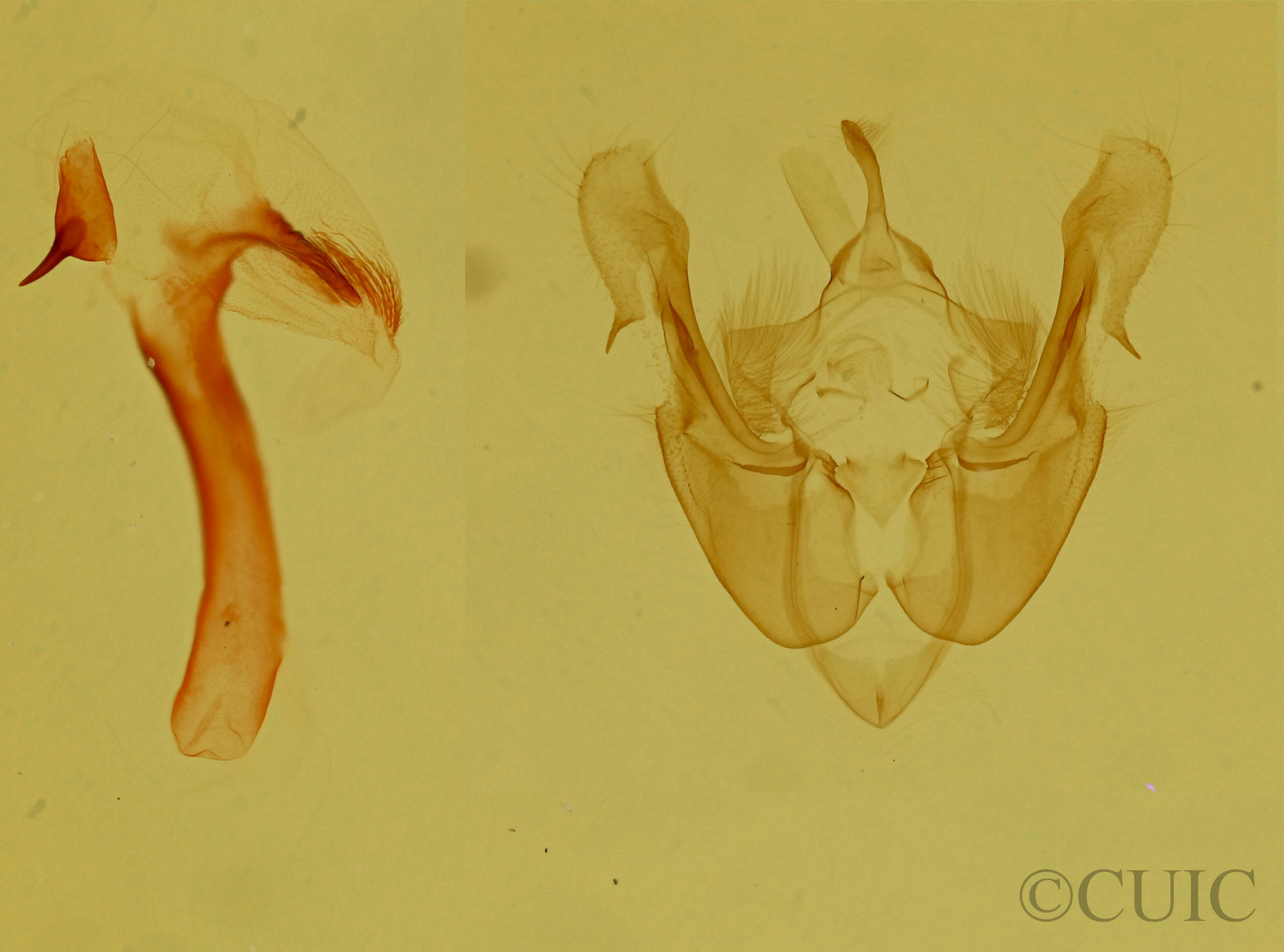 genitalia view of adult Neoligia lilooet