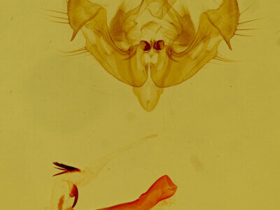 genitalia view of adult Neoligia rubirena