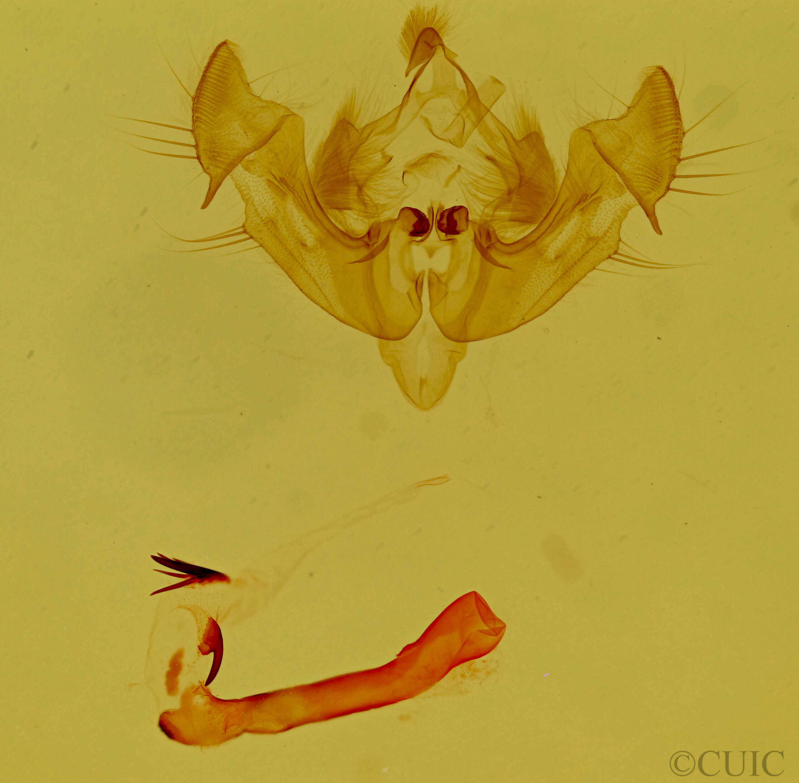 genitalia view of adult Neoligia rubirena