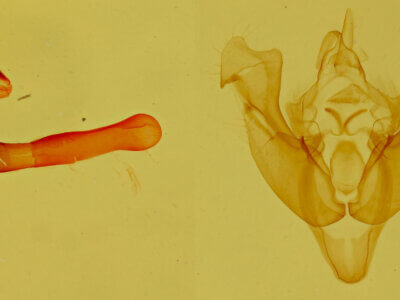 genitalia view of adult Neoligia crytora