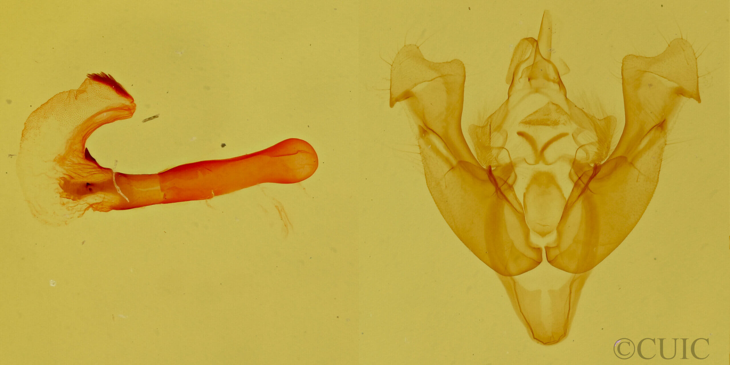 genitalia view of adult Neoligia crytora