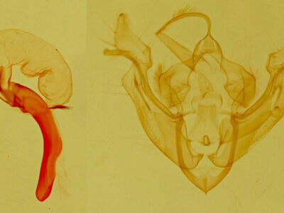 genitalia view of adult Cherokeea attakullakulla