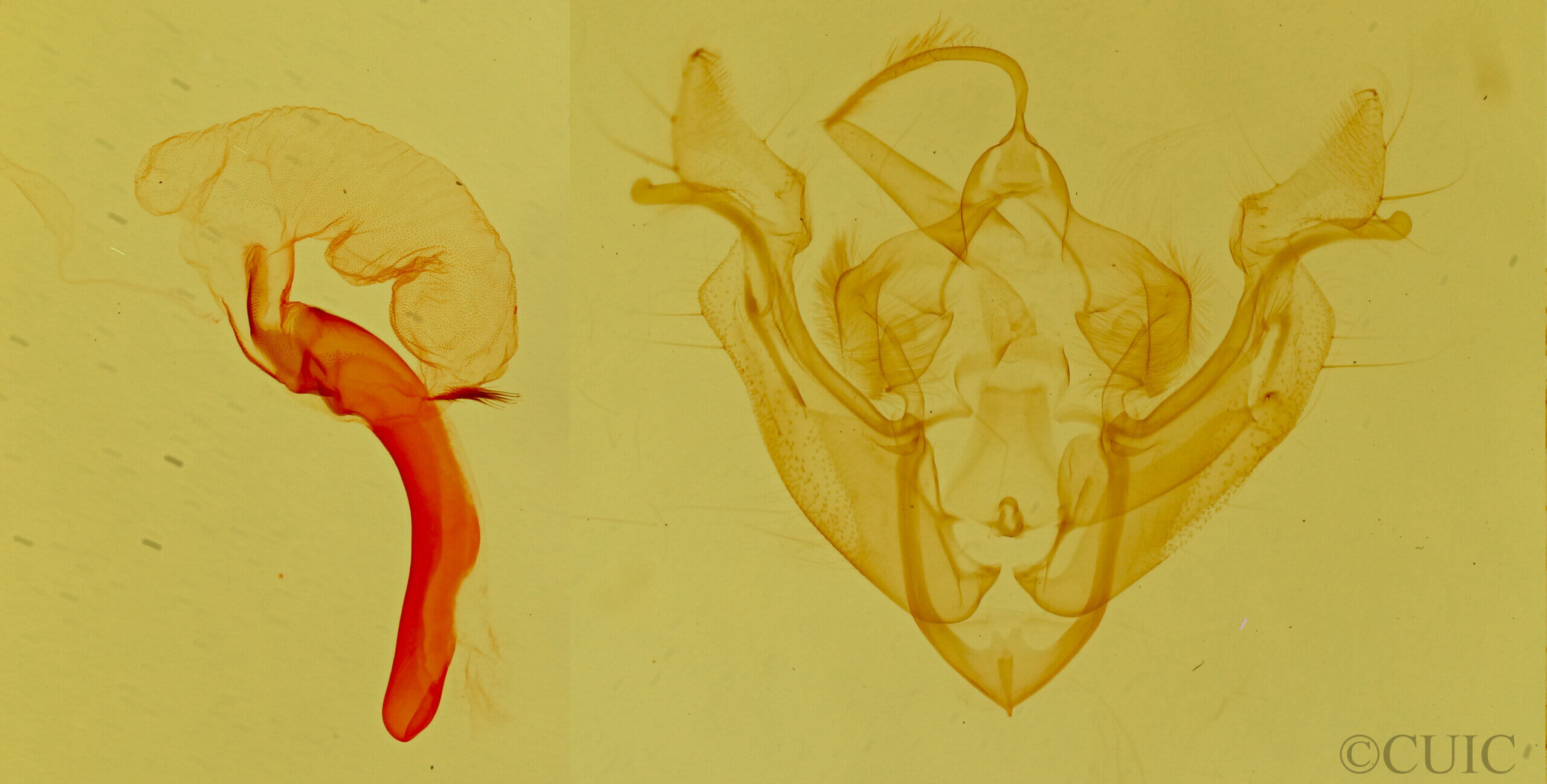 genitalia view of adult Cherokeea attakullakulla