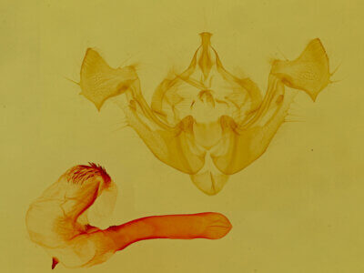 genitalia view of adult Neoligia exhausta