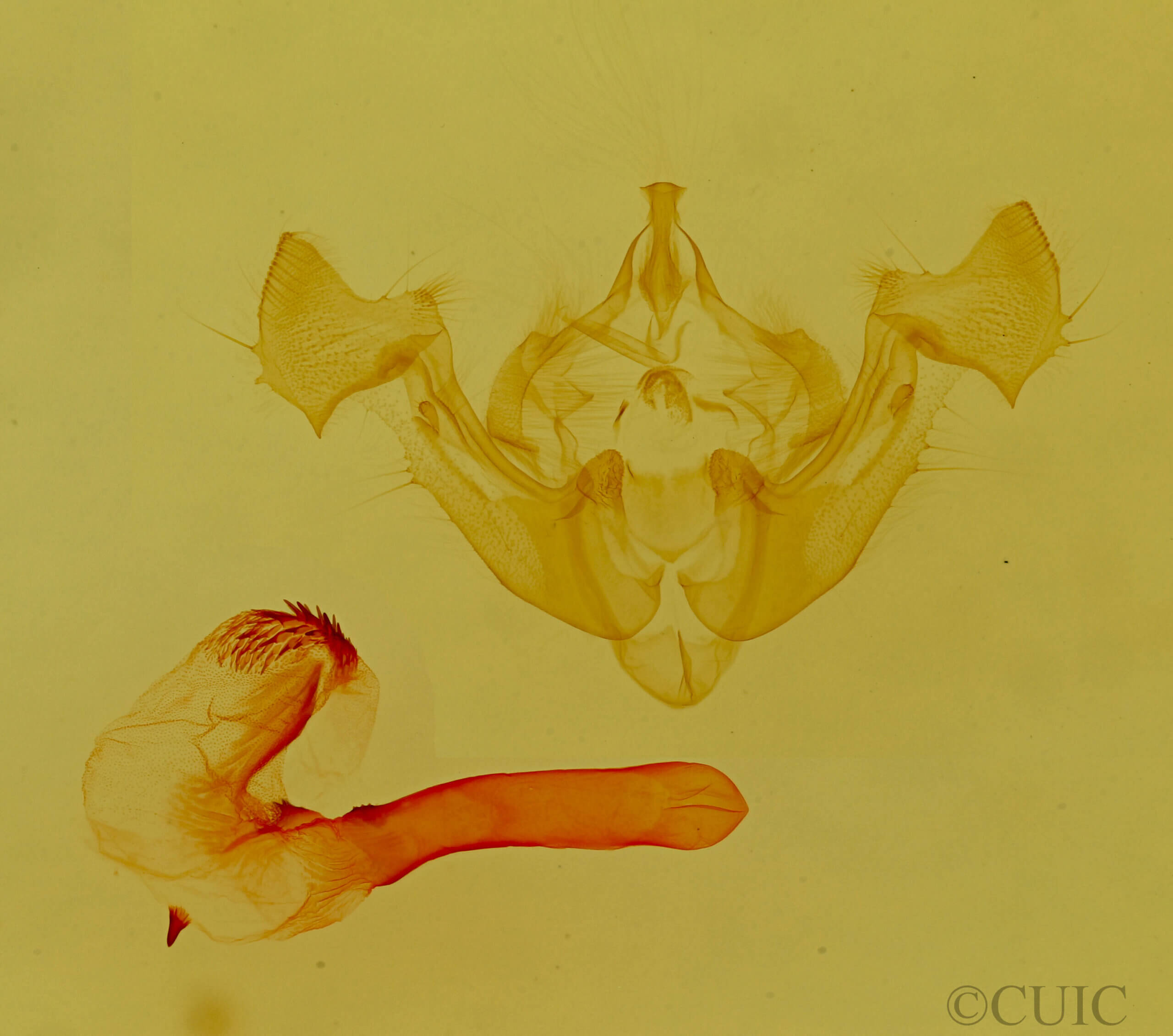 genitalia view of adult Neoligia exhausta