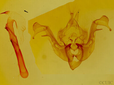 genitalia view of adult Oligia strigilis