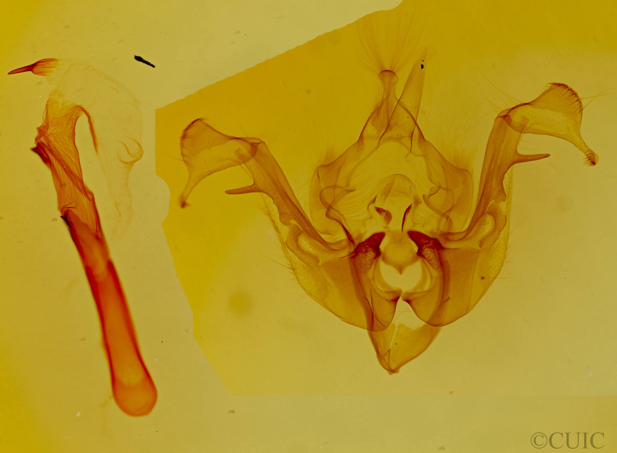 genitalia view of adult Oligia strigilis