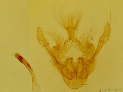 genitalia view of adult Mesoligia furuncula