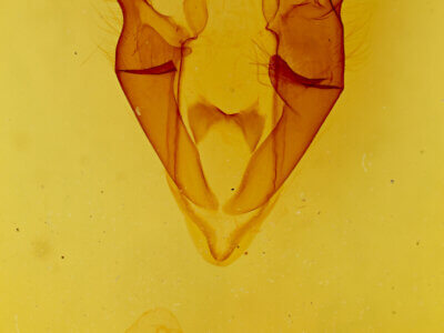 genitalia view of adult Zale n. sp. 3