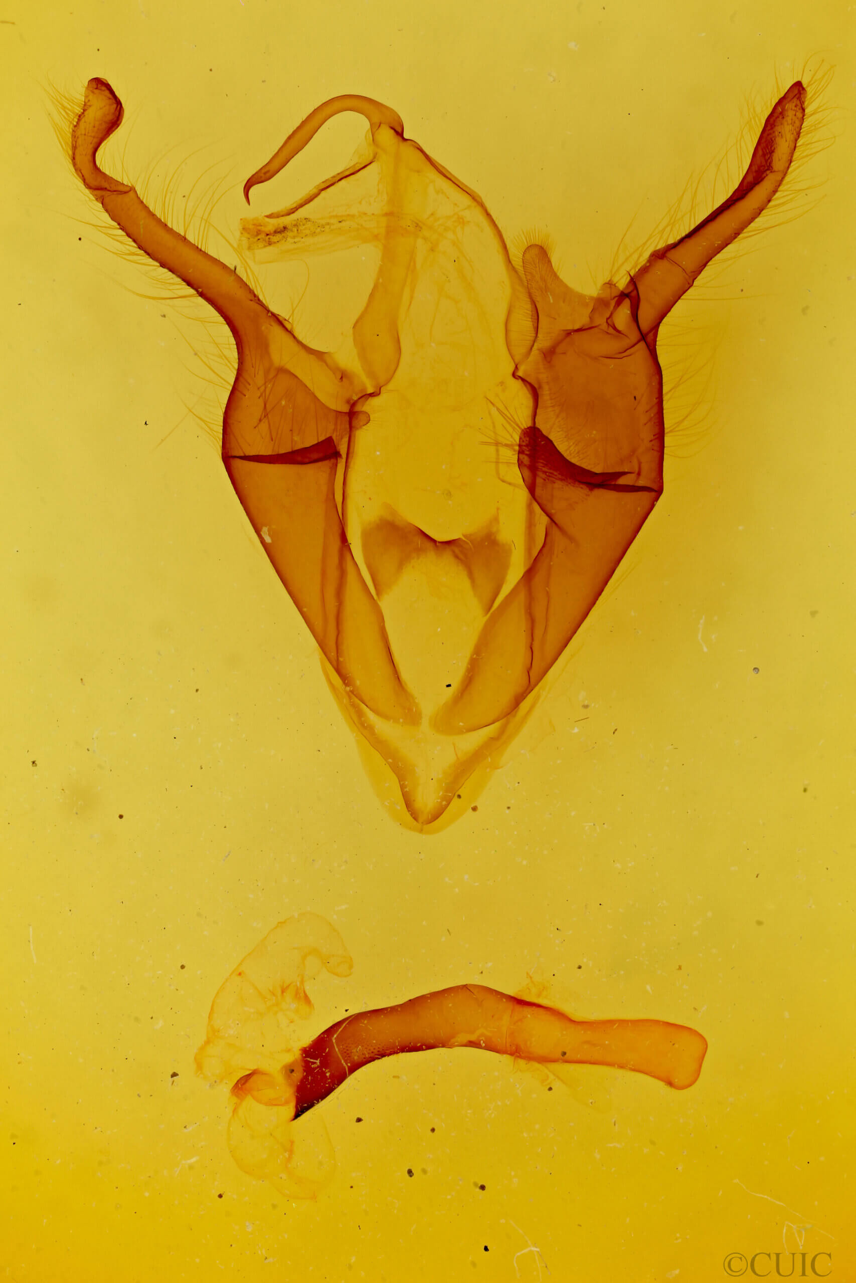 genitalia view of adult Zale n. sp. 3