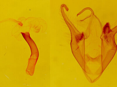 genitalia view of adult Zale duplicata