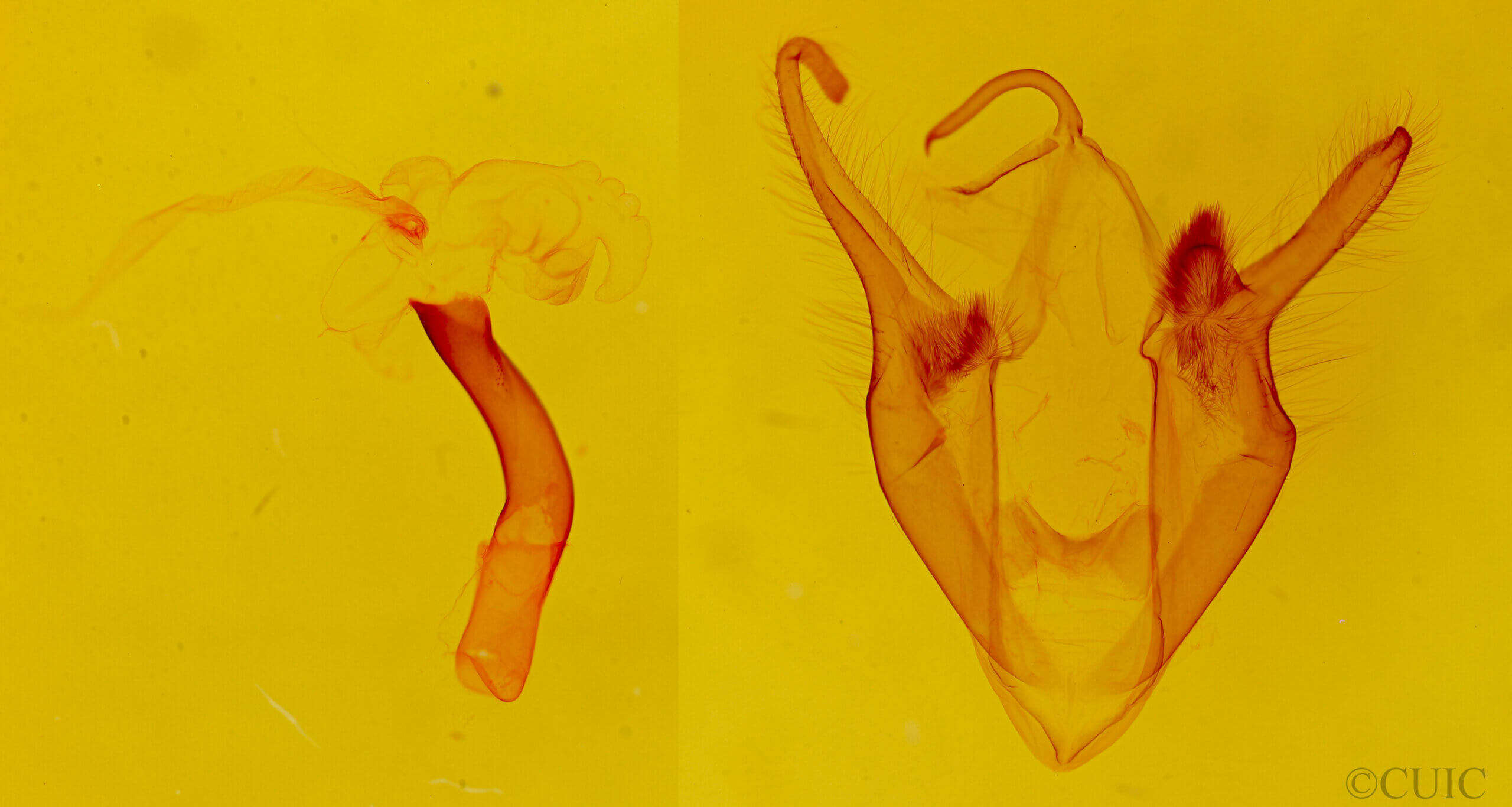 genitalia view of adult Zale duplicata