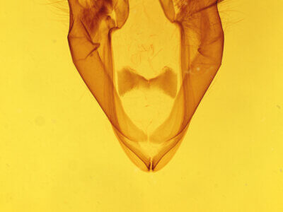 genitalia view of adult Zale buchholzi