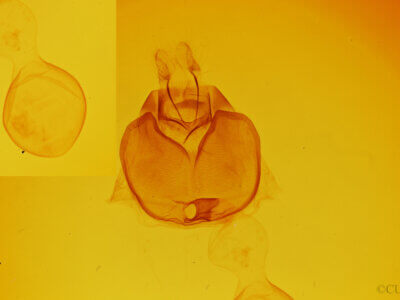 genitalia view of adult Zale galbanata