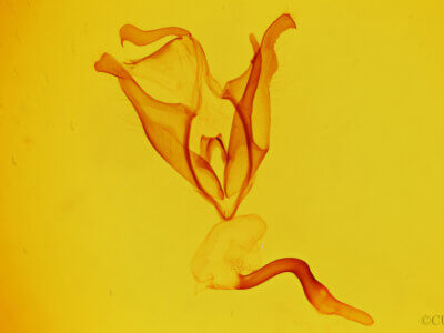 genitalia view of adult Zale termina