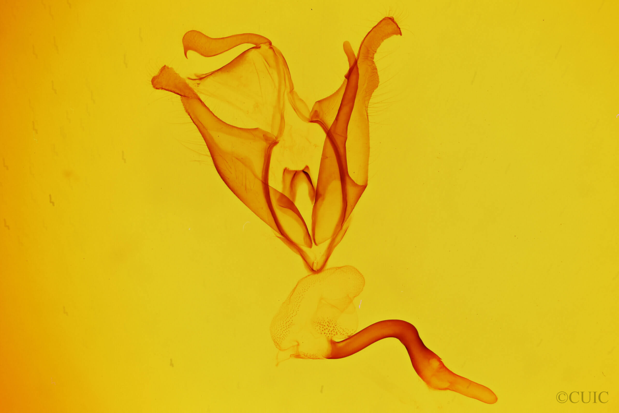 genitalia view of adult Zale termina