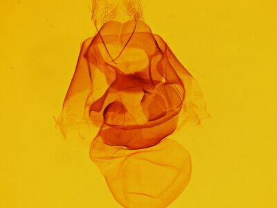 genitalia view of adult Zale termina