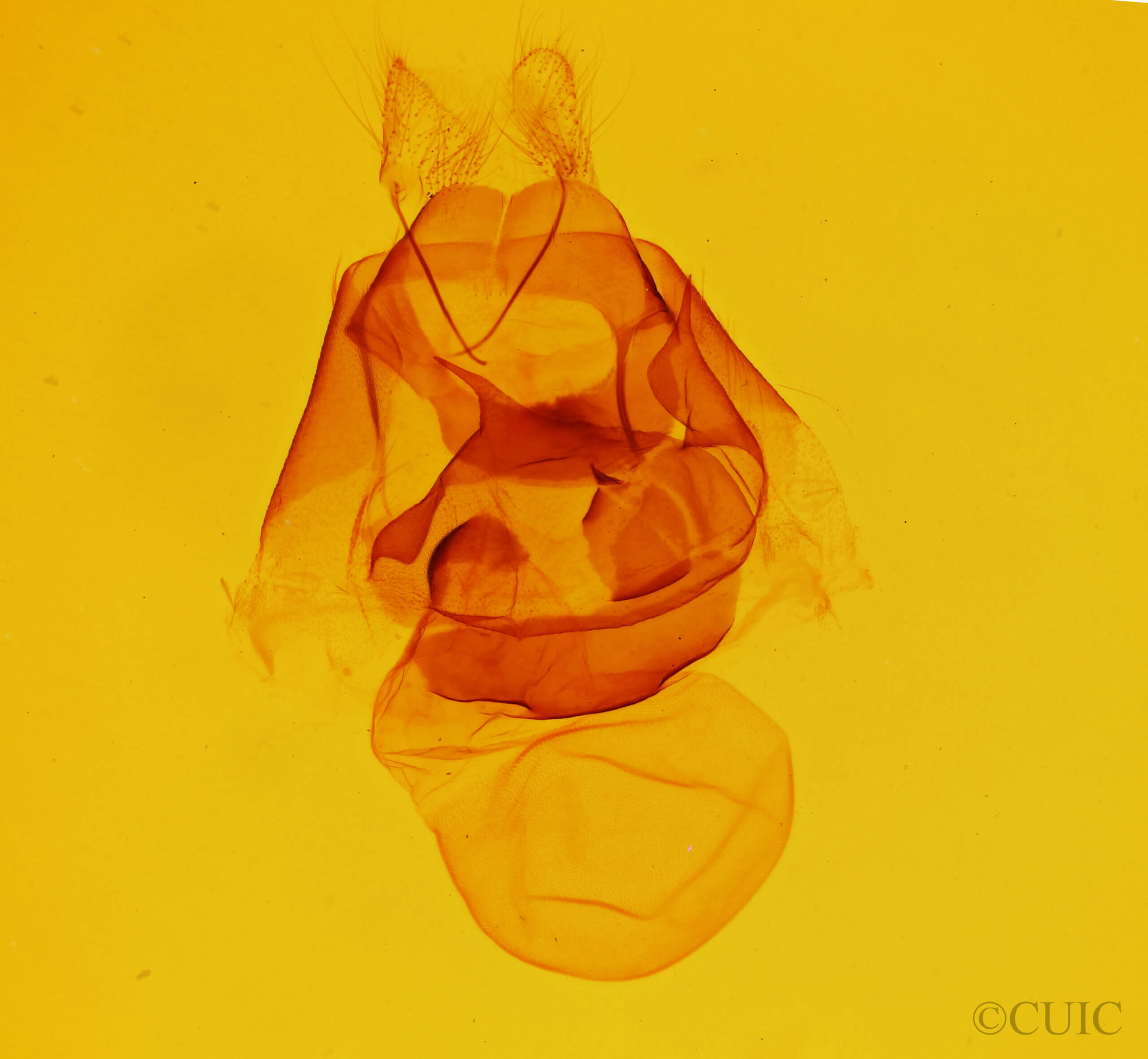 genitalia view of adult Zale termina
