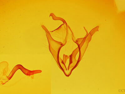 genitalia view of adult Zale edusina