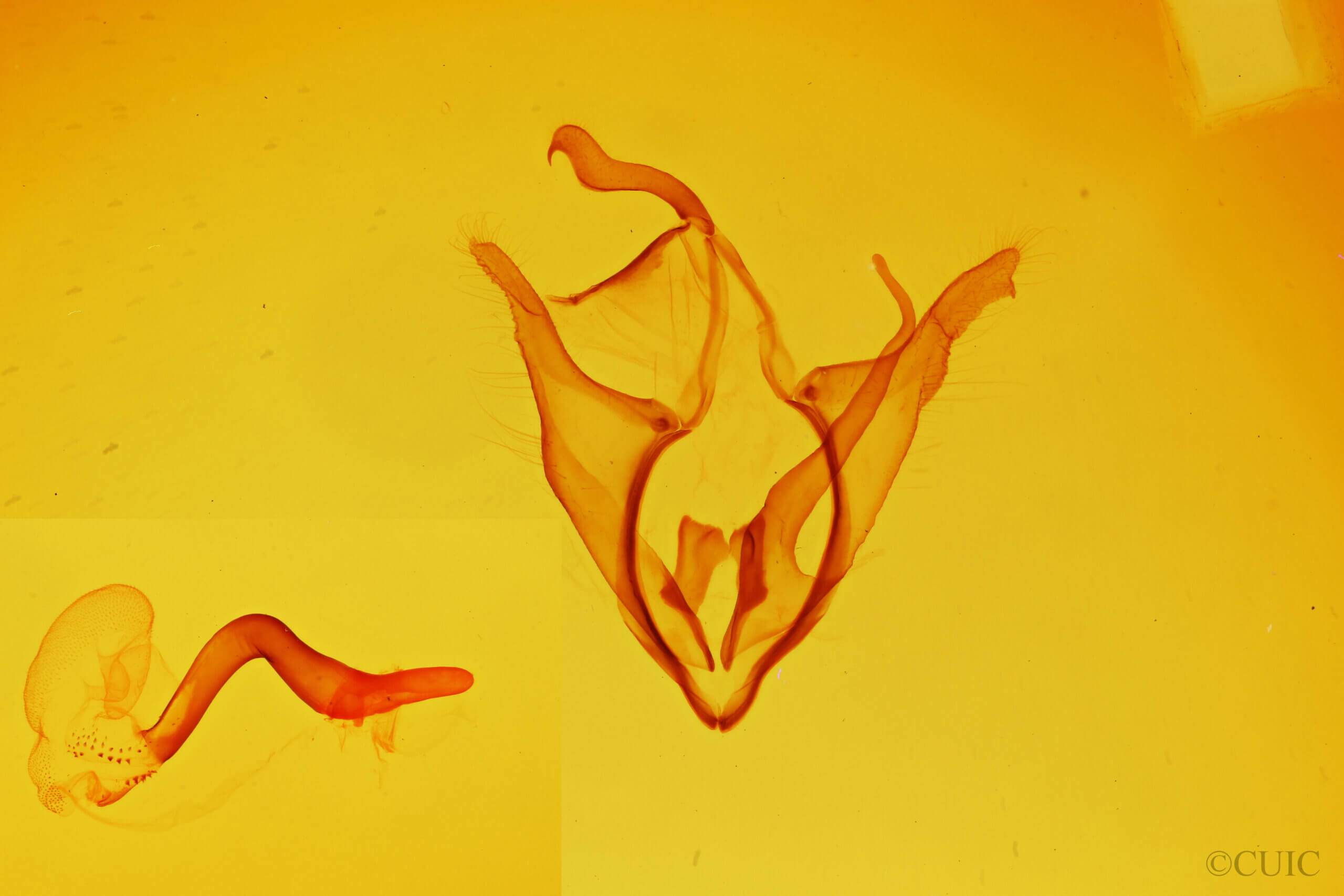 genitalia view of adult Zale edusina