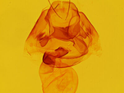 genitalia view of adult Zale edusina