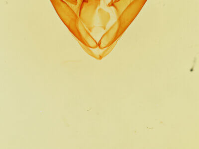 genitalia view of adult Zaleops umbrina