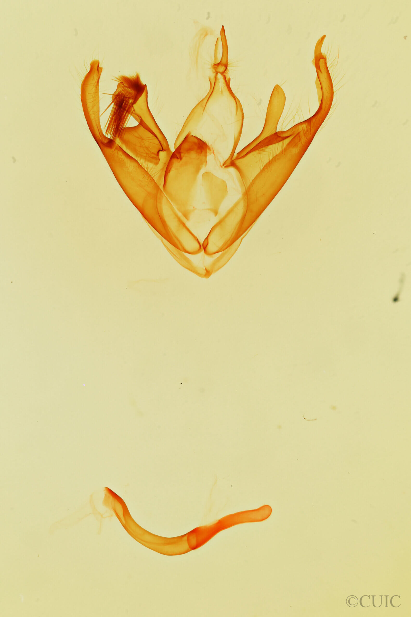 genitalia view of adult Zaleops umbrina