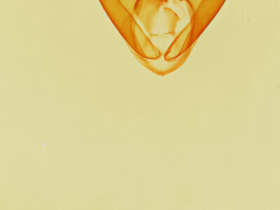 genitalia view of adult Zaleops umbrina