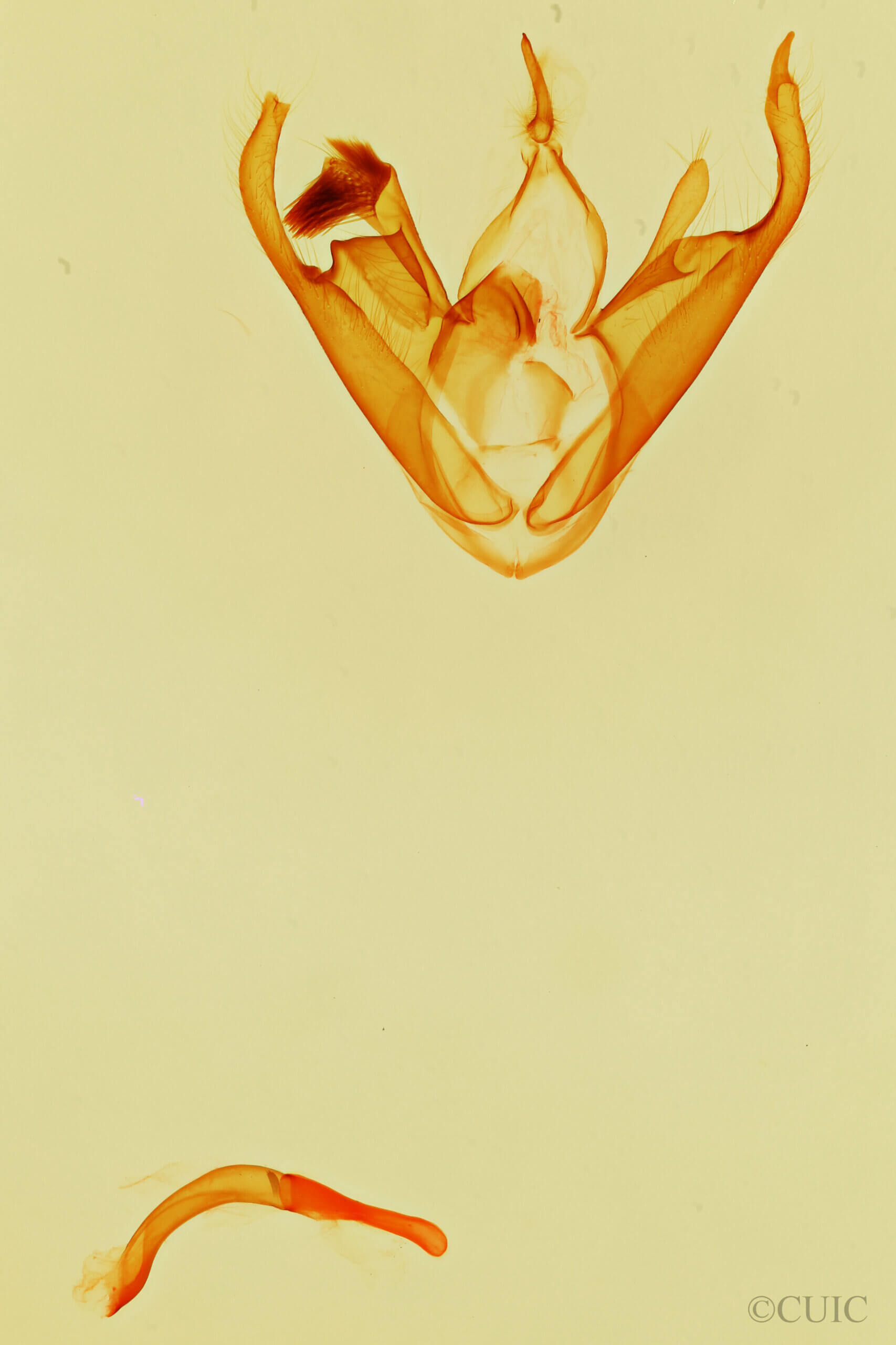 genitalia view of adult Zaleops umbrina