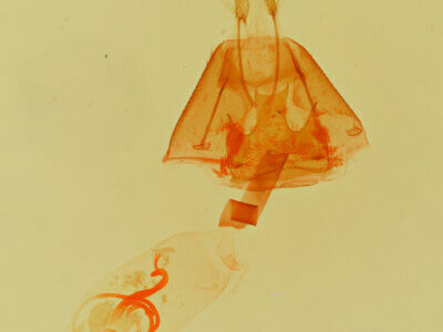 genitalia view of adult Selenisa sueroides