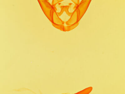 genitalia view of adult Lesmone griseipennis